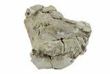 Bargain, Fossil Oreodont (Leptauchenia) Skull - South Dakota #269892-1